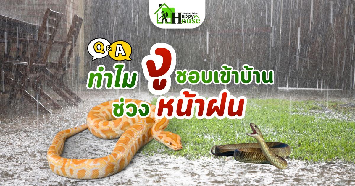 บริการกำจัดปลวกและแมลง สัตว์รบกวน