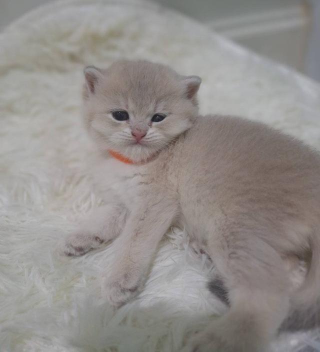 ดช.บริติช (น้องกวิน)