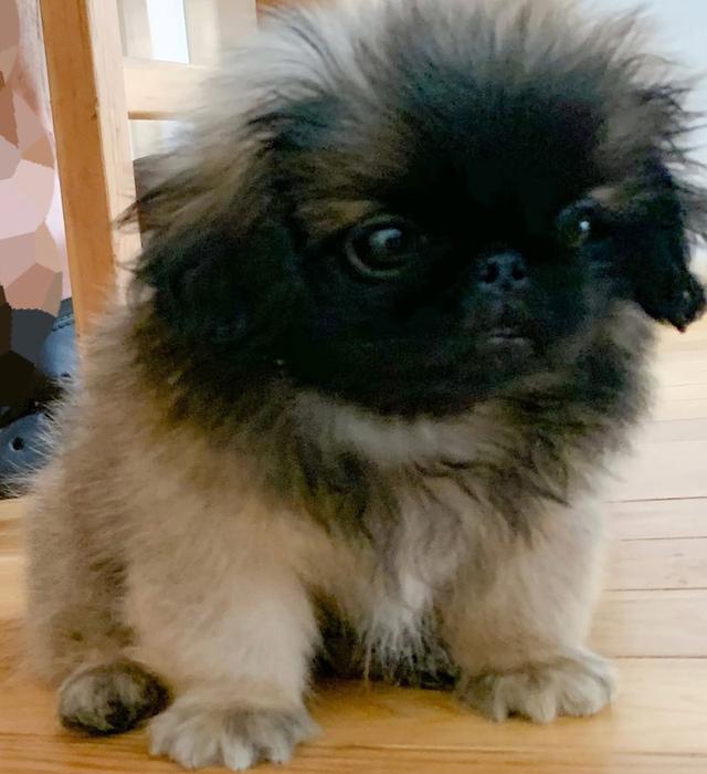 หาบ้านให้สุนัขพันธุ์เล็ก Pekingese 3