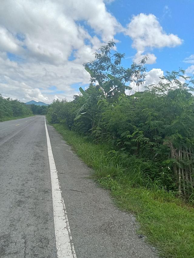 ขายที่ดินสวนลำใย 12 ไร่ นครเจดีย์ ป่าซาง ติดถนน ไฟฟ้าผ่าน ใกล้ชุมชน 7