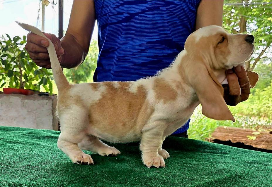 บาสเซ็ตฮาว์ดใบเพ็ดสมาคมพัฒนาพันธุ์สุนัข