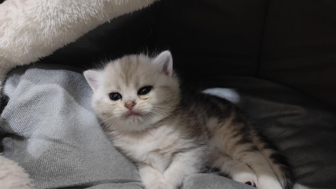 Scottish Fold (girl) 8