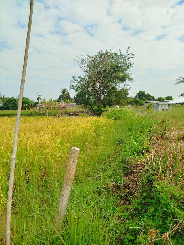 ที่ดินเปล่า 200 ตรว. 2