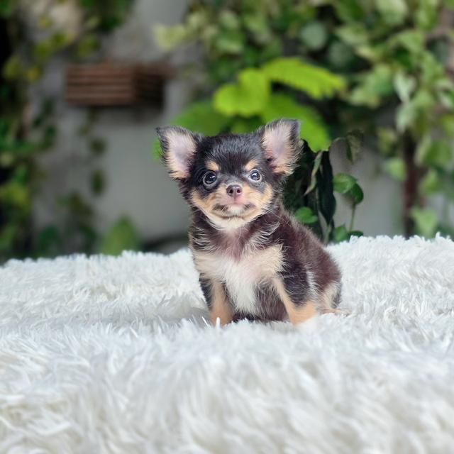Chihuahuaสายพันธุ์แท้100%สีแบล๊คแทน4หนุ่มหล่อ