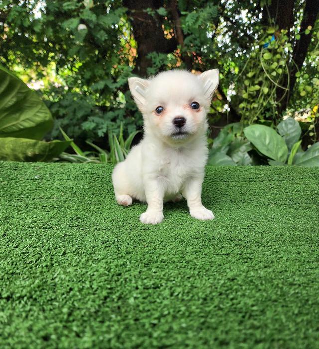 ชิวาว่าแท้ไซส์เล็กอุดรธานี รูปที่ 6