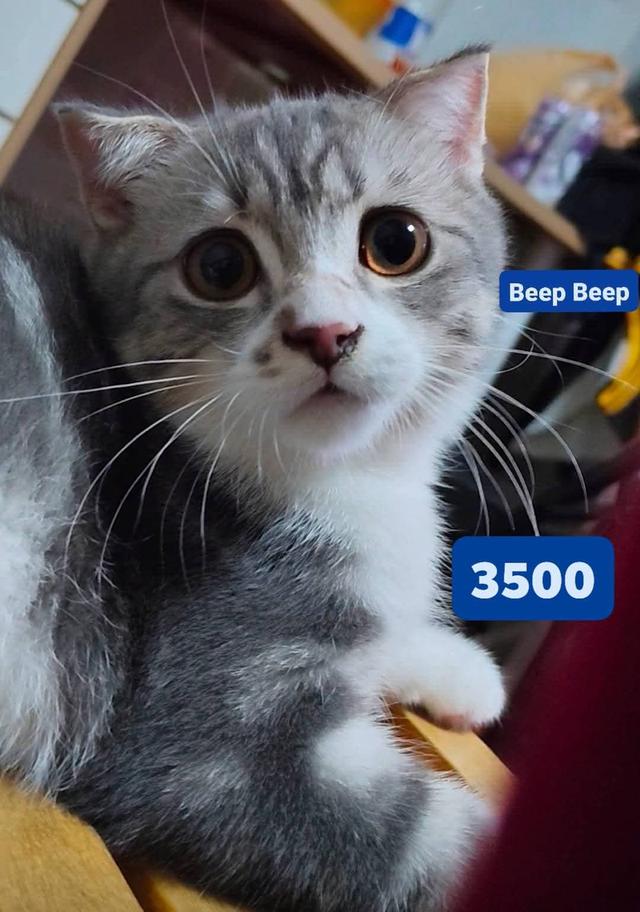 แมวพันธุ์ สก็อตติชโฟลด์