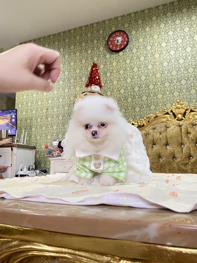 ปอมปอมแท้ อายุ2เดือน ส่วทั่วประเทศ 9