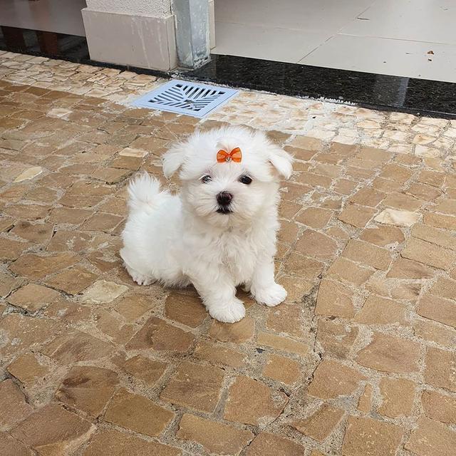 Teacup Maltese Puppies WhatsApp me : +66 63 826 3042 รูปย่อยที่ 2