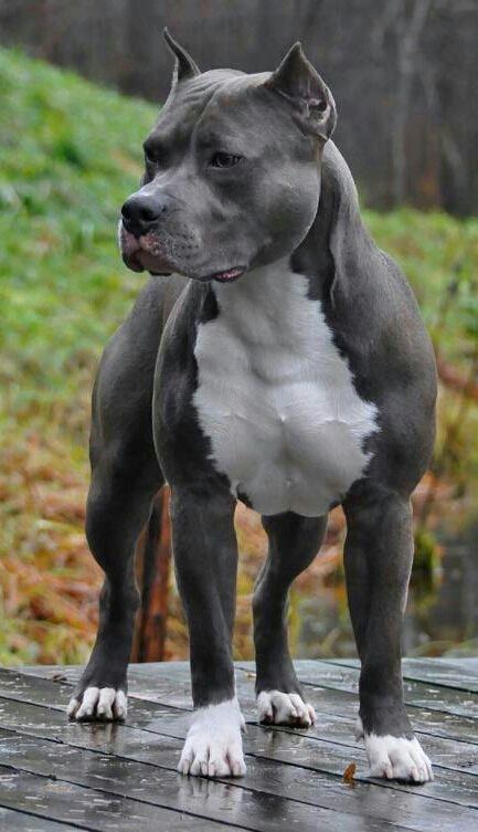 อเมริกันบูลลี่ (American bully) 1