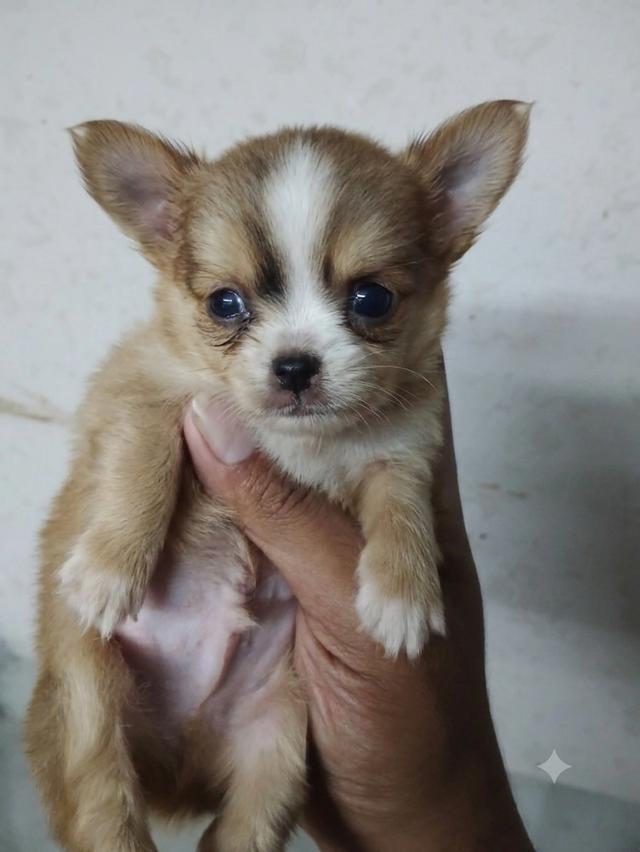 ชิวาวาไซค์เล็กขนยาว น่ารัก รูปที่ 5