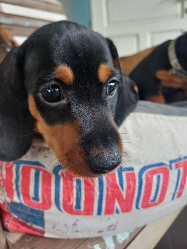 Dachshund puppies 2 months old 6