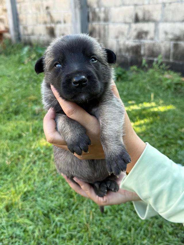 ลูกสุนัขพันธุ์ Belgian Malinois 5