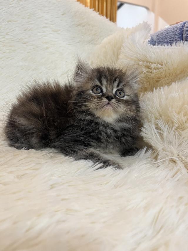 แมว เปอร์เซียแท้ ร้อยเปอร์เซ็นต์ 19