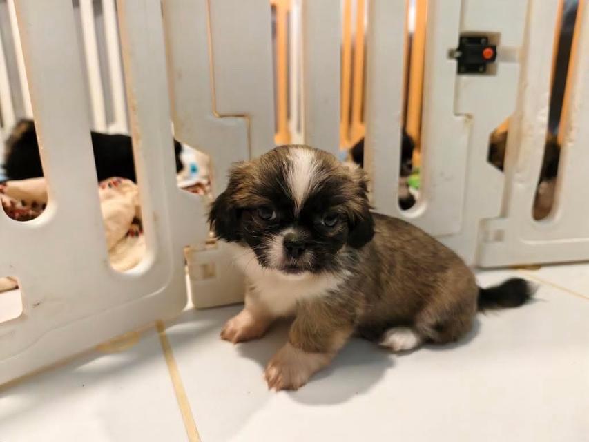 ลูกสุนัขปักกิ่งผสมพร้อมย้ายบ้านค่ะ