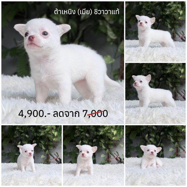 ชิวาวาแท้ขนสั้น พร้อมย้ายบ้านพิกัดรามอินทรา รูปที่ 2