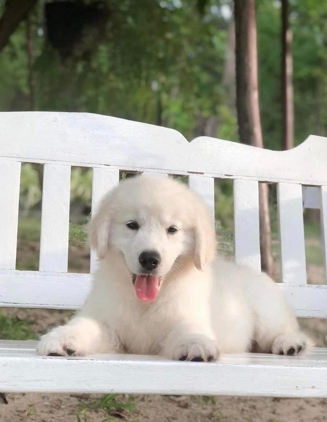 ลูกสุนัข White Golden Retriever แท้