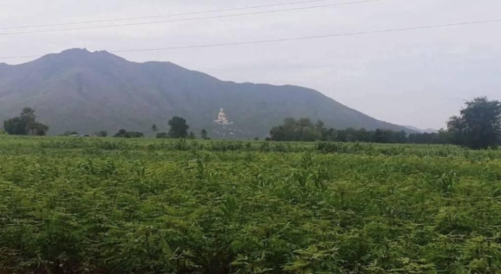 ขายที่ดินวิวองค์พระใหญ่เขาวงพระจันทร์