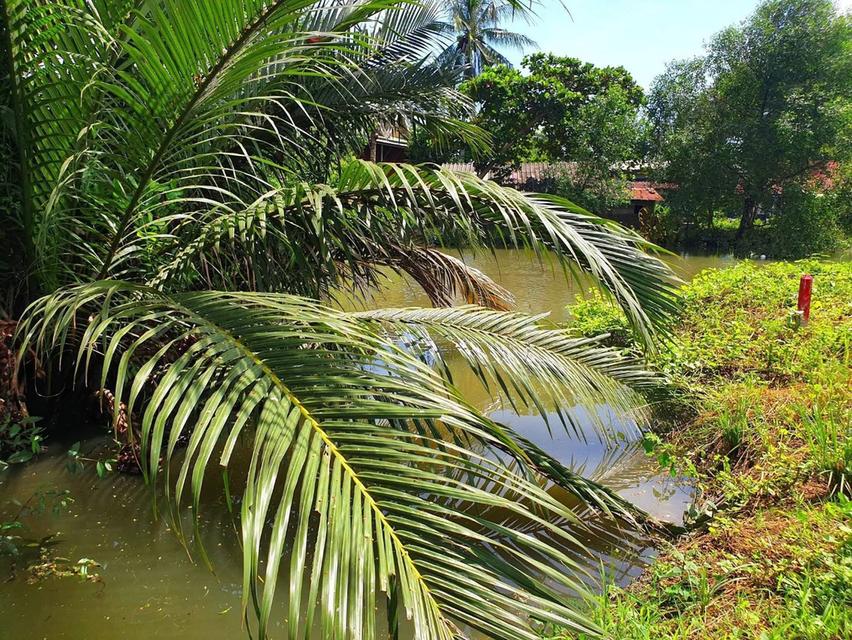 ที่ดินสวยติดแม่น้ำเพชรบุรี 4
