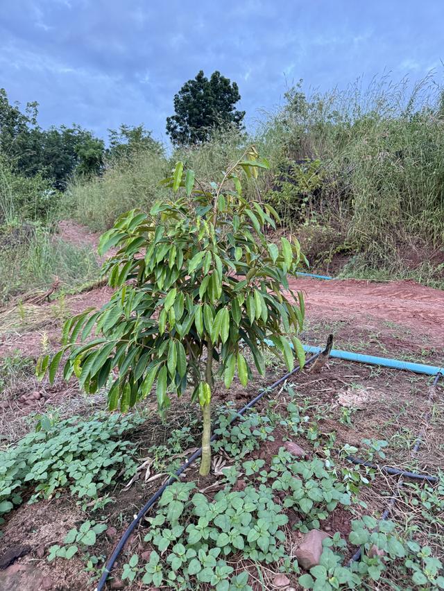 ขายที่ดิน พร้อมที่พักอาศัย 9