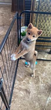 Pure Bred Shiba Inu (Hachiko)