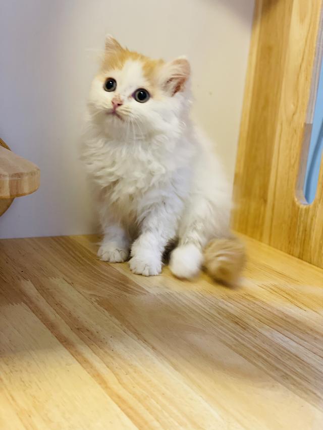 สก็อตติชโฟลด์ 5