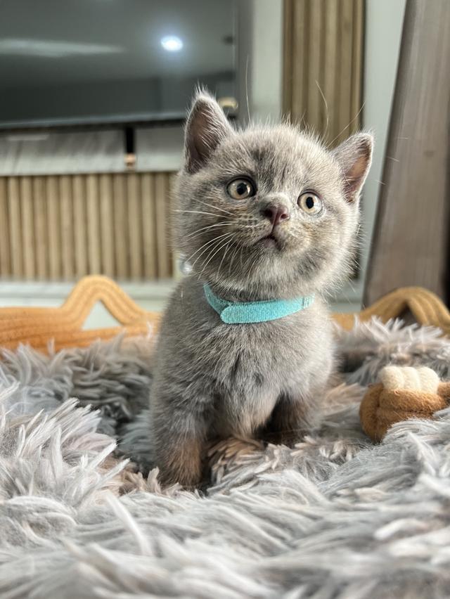 ลูกแมว บริติช ช็อตแฮร์ ใบเพ็ดนอกWCF(British Shorthair) 8