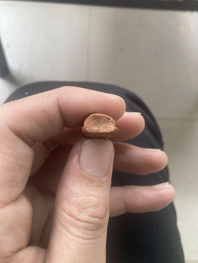 พระรอดเนื้อสีแดงปล่อย99,9999สนใจติดต่อ0945514682 7