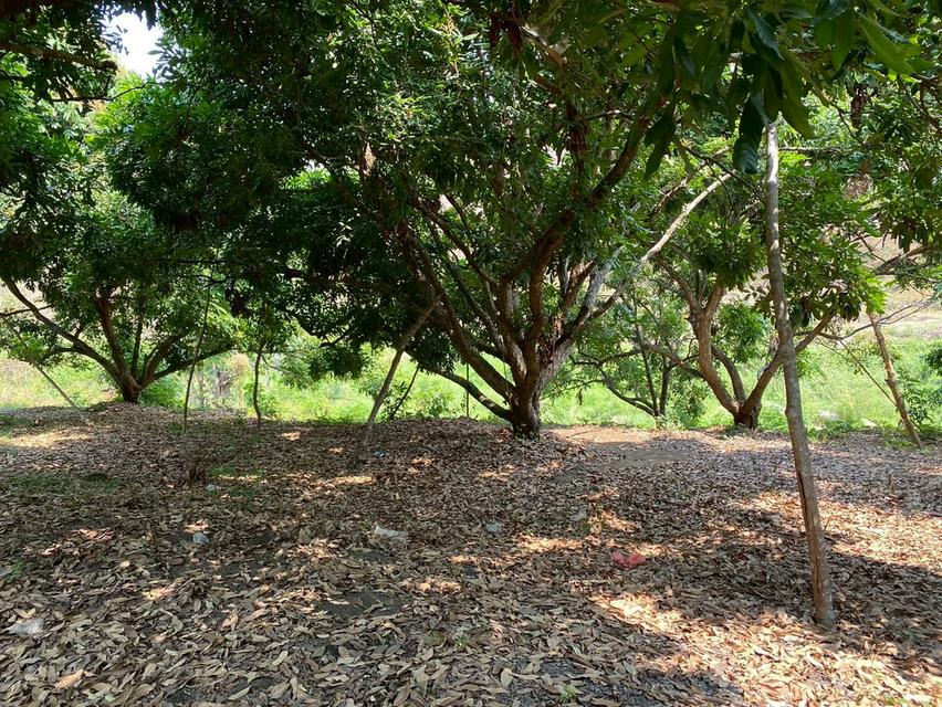 ขายที่ดินวิวธรรมชาติใกล้น้ำตกแม่ยะศักยภาพสูง ใกล้น้ำตกแม่ยะ อ.จอมทอง จ.เชียงใหม่ 12