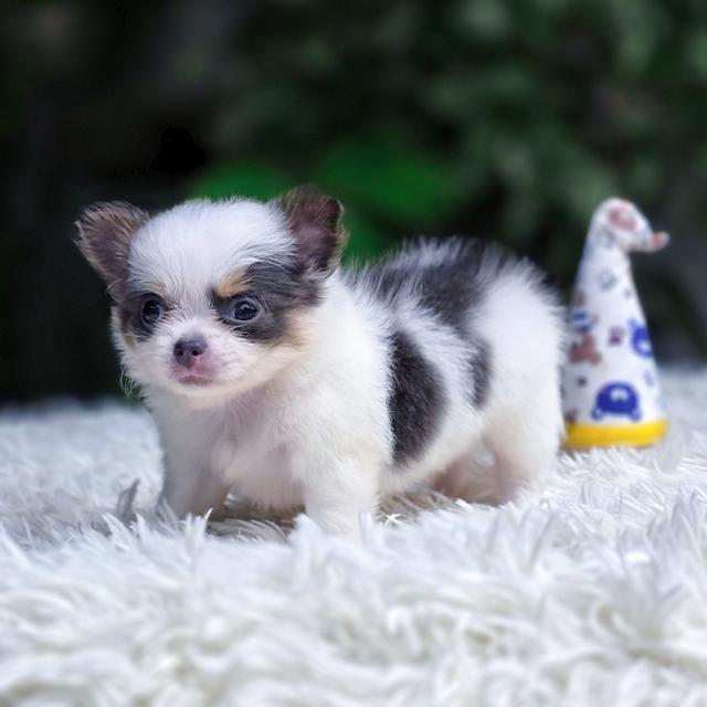 Chihuahuaชิวาวาพันธุ์แท้ขนยาวเพศผู้สีเทาสวาท