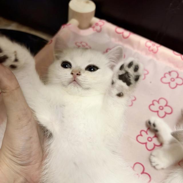 น้อง British Shorthair (เพศผู้ ♂️)