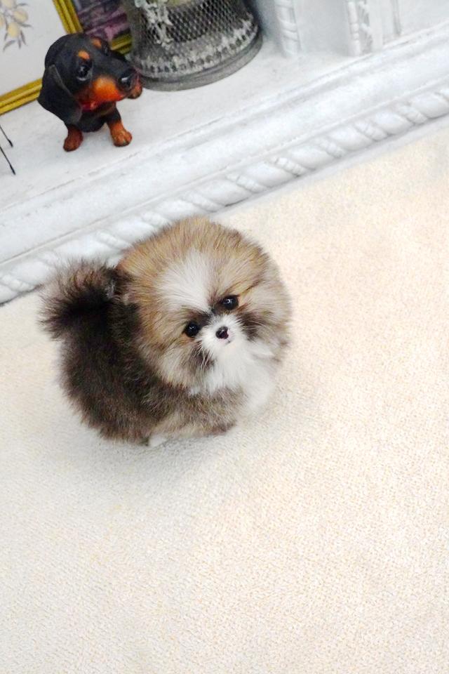 ขายลูกสุนัข Pomeranian หน้าหมี น่ารักมาก เกรดพรีเมียม นำเข้าจากเกาหลี รูปที่ 6