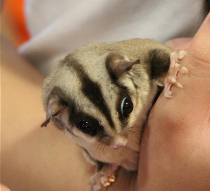 ขาย Sugar Glider สีสวยทุกตัว พร้อมย้ายแล้ว 2