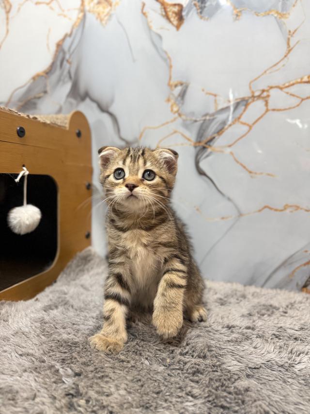 ลูกแมวพันธุ์สก๊อตติชแท้