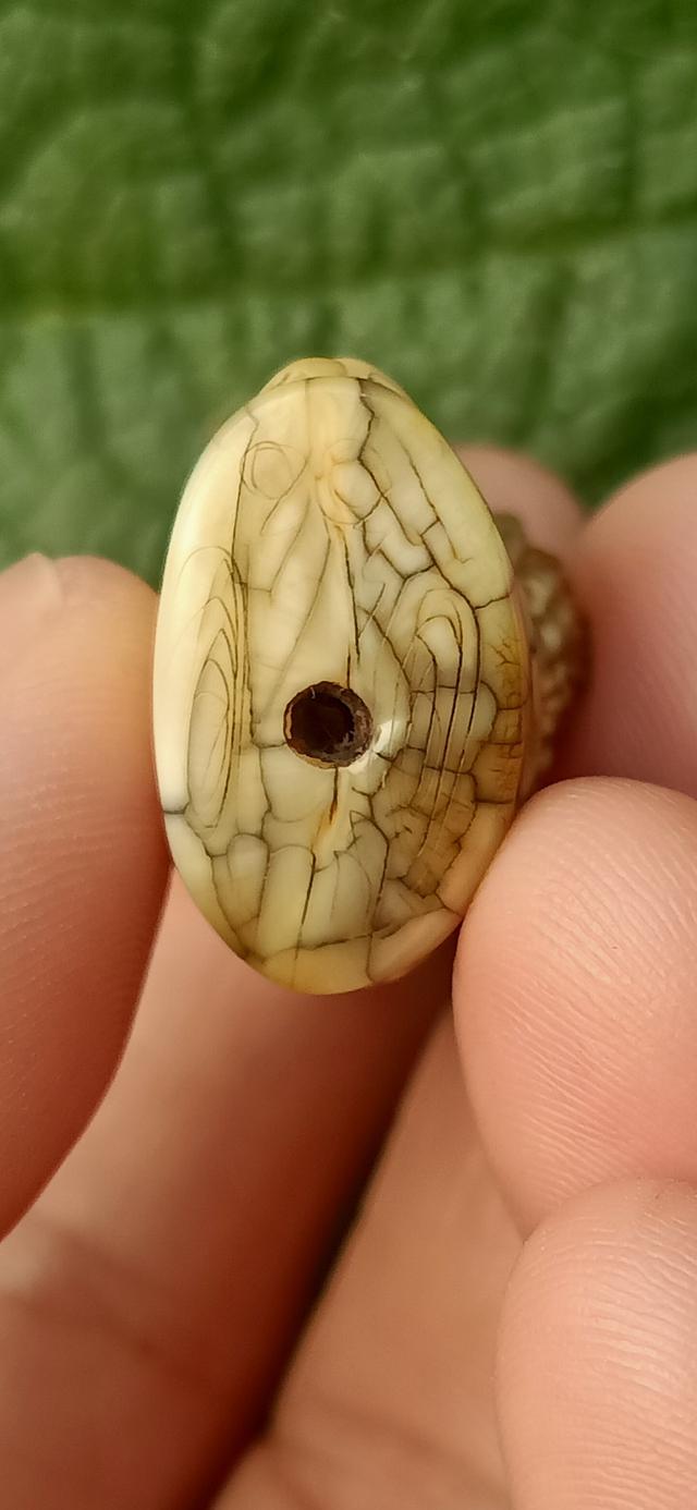 เสือเเกะ หลวงพ่อปานวัดบางเหี้ย รูปที่ 8