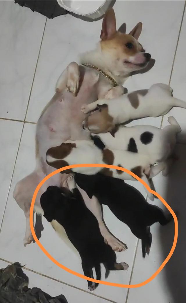 ลูกชิวาวา