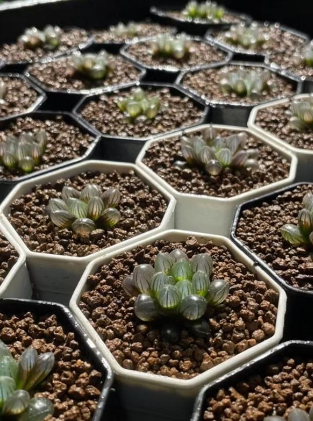 กุหลาบหิน Haworthia หยดน้ำ 2