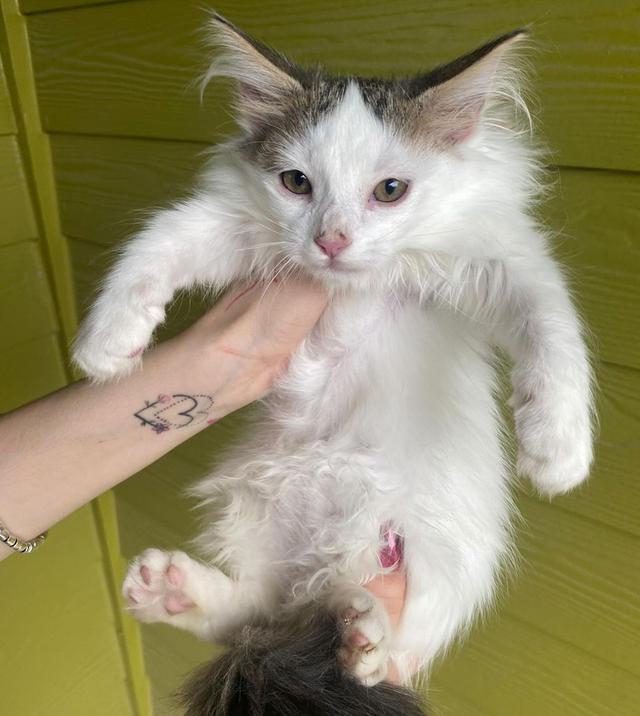 Turkish Angora Kittens  WhatsApp me : +66 63 826 3042 รูปที่ 2
