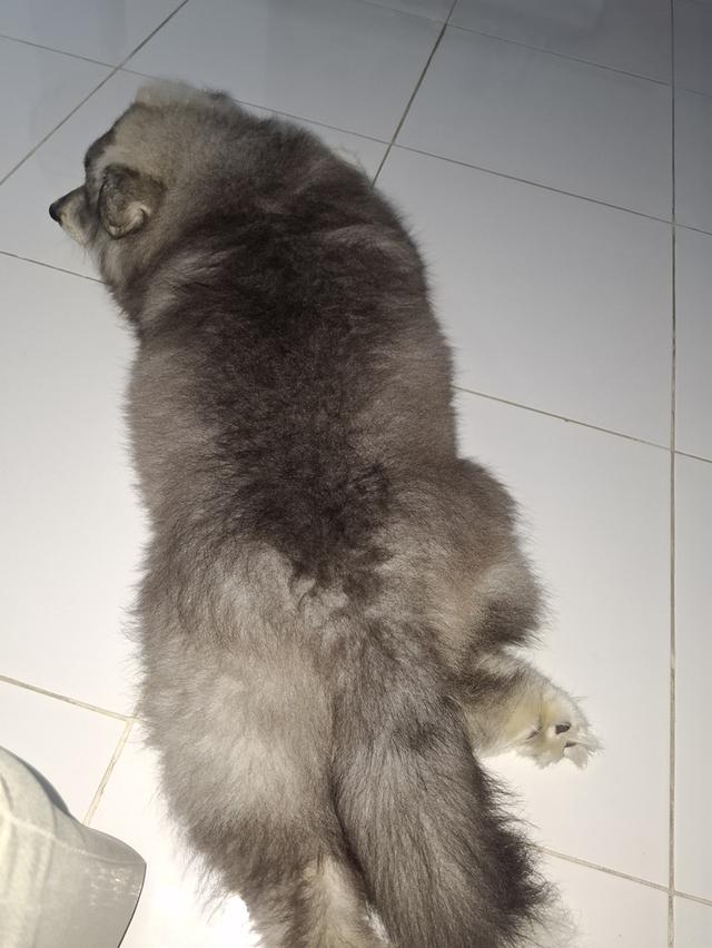 น้องหมา 7
