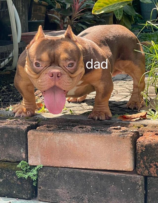 Exoticbully Female Lilac tri รูปที่ 2