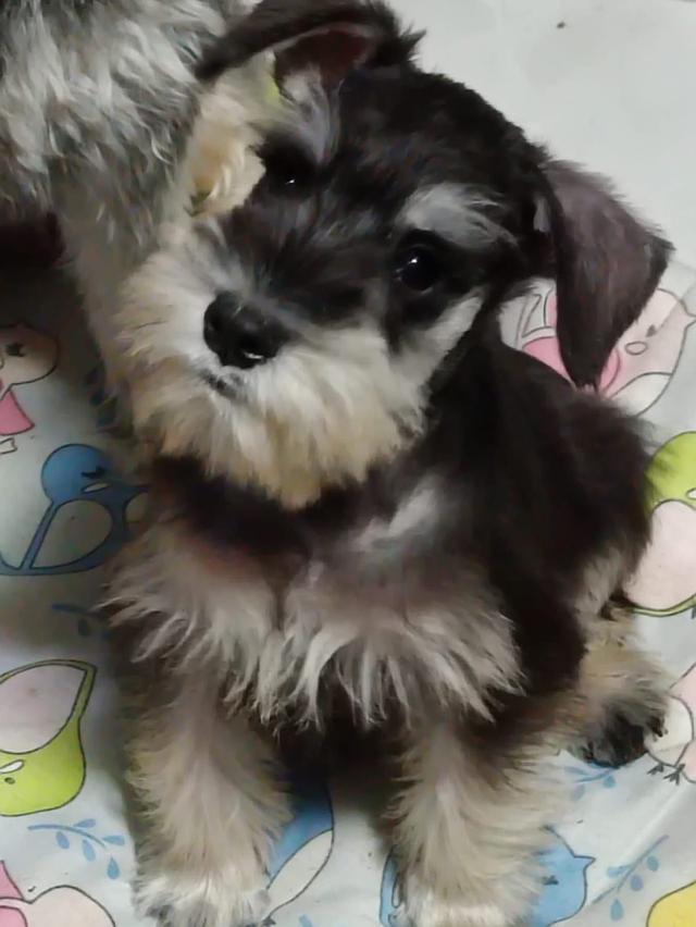 ลูกหมา Schnauzer หาบ้าน 3