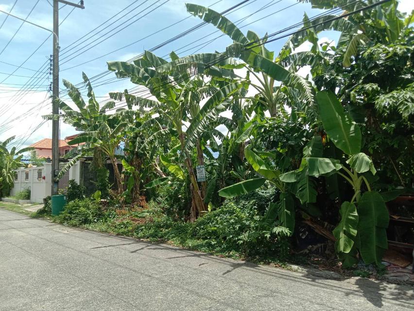 ขายที่ดินเปล่า 70 ตารางวา คลอง2 (ซอยรังสิต-นครนายก33) ใกล้ตลาดพระรูปคลอง2 4