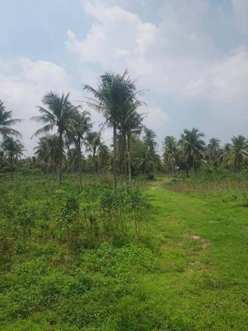 ขายที่ดินศรีราชา 24 ไร่ 1 งาน 99 ตารางวา พื้นที่สีเหลือง ขายราคาไร่ละ 1.5 ล้านบาท ห่างท่าเรือแหลมฉบังประมาณ 30 กิโล 3