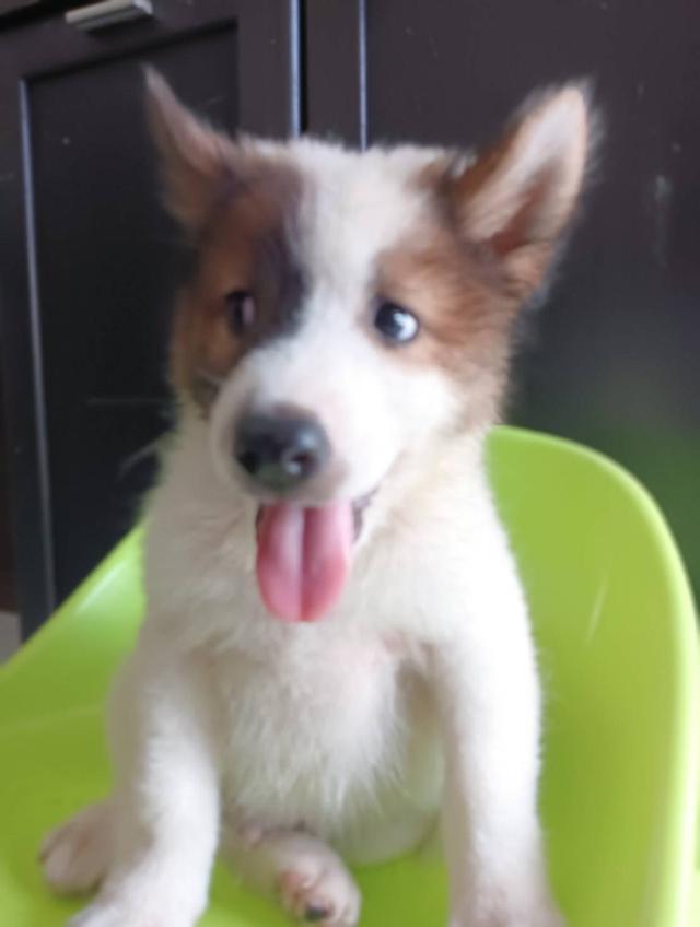 น้องหมาเพศผู้ บางแก้ว รูปที่ 2