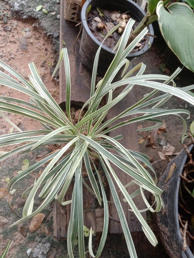 เศรษฐีไซ่ง่อนด่าง ส่งเป็นต้นเพาะชำ  7