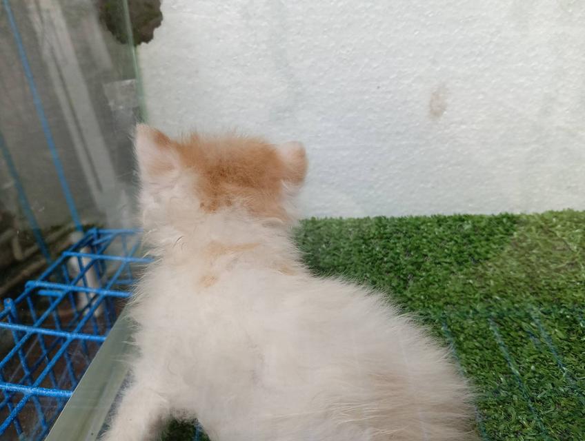 น้องแมวสก็อตติชเปอร์เซีย