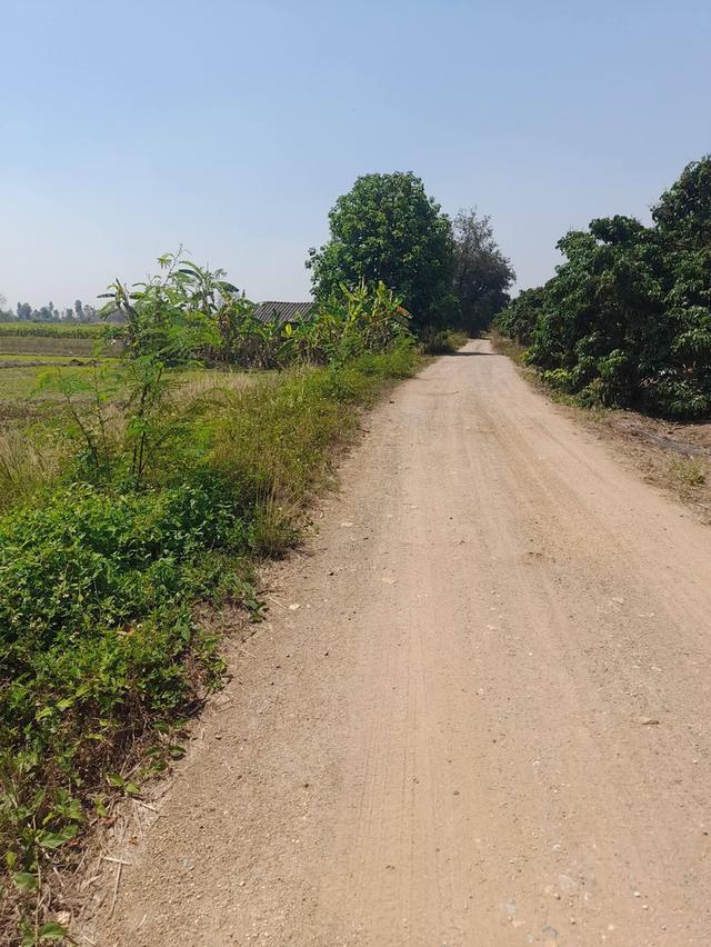 ที่นา 2 ไร่ 2 งาน เศษ ดินดี น้ำอุดม เพียง 229000 3