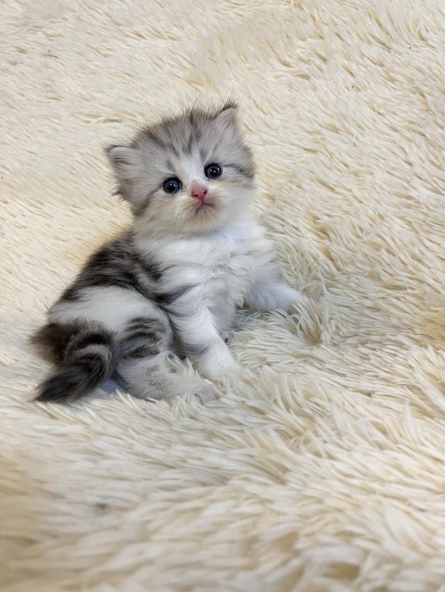 แมวสก๊อตติชแท้ 100 เปอเซ็น รูปที่ 18