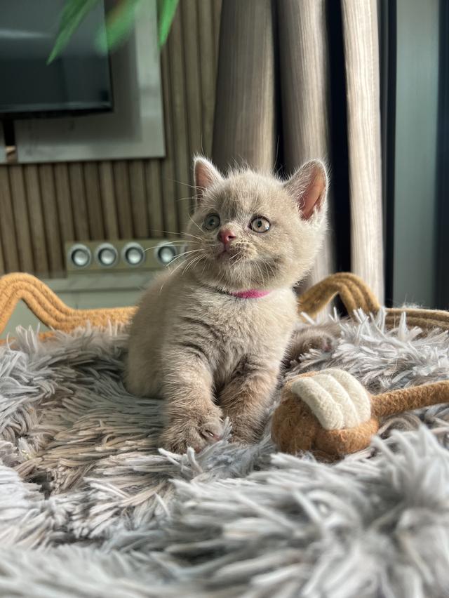 ลูกแมว บริติช ช็อตแฮร์ ใบเพ็ดนอกWCF(British Shorthair)