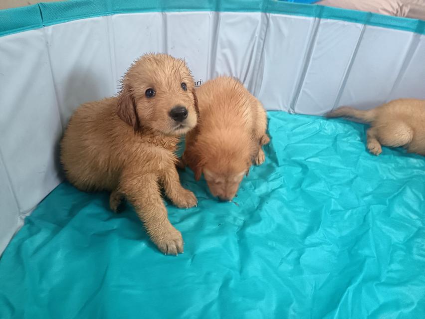 สุนัขโกลเด้นรีทรีฟเวอร์ 4