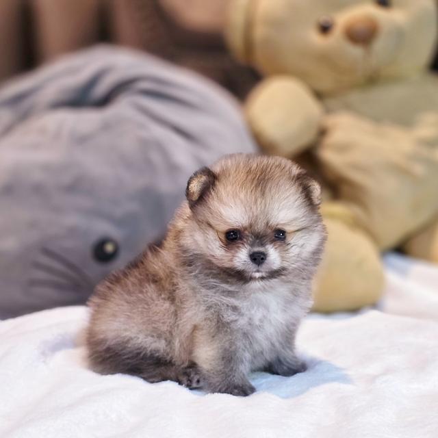 ปอมทีคัพน้องชามมี่เพศหญิงสาวน้อยน่ารักมาก 4